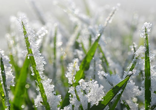 de la neige sur les brins d'herbe