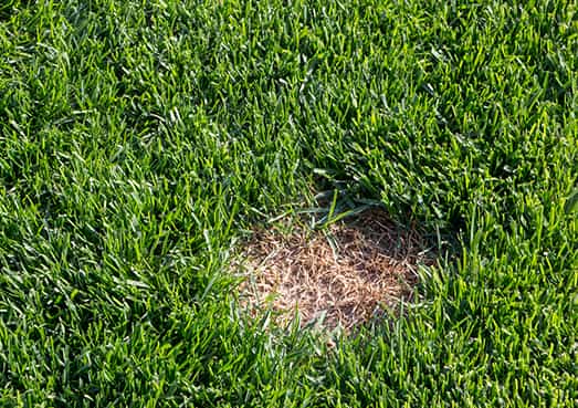 Cure to dead spots on lawn